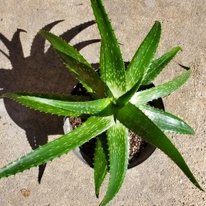 Aloe Vera
